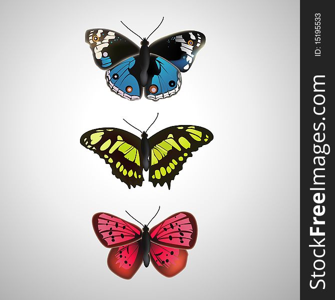 Three isolated beautiful color butterflies. Three isolated beautiful color butterflies