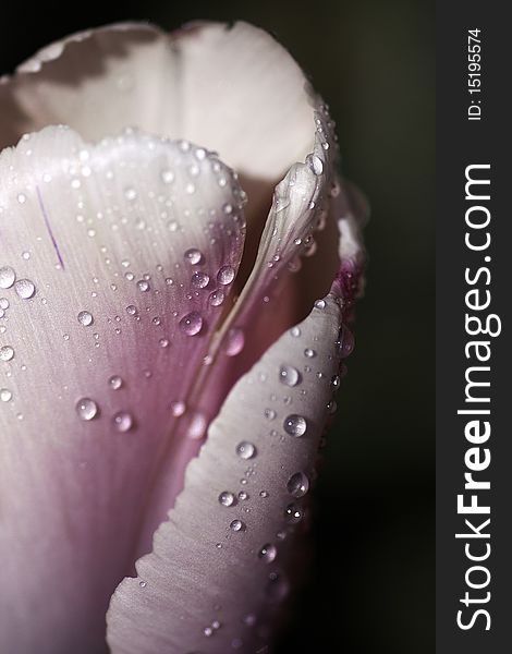 A rain soaked Tulip from our rear garden. A rain soaked Tulip from our rear garden.