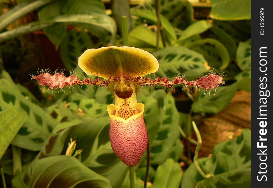 Flower of orchid in garden