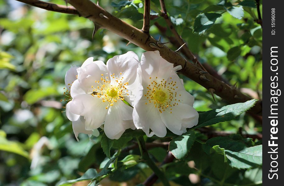 Briar bush with white flowers. Briar bush with white flowers