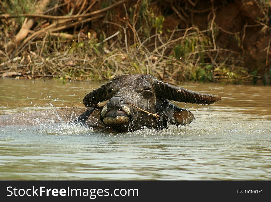 Myanmar water buffalo, swiming in Inle Lake.