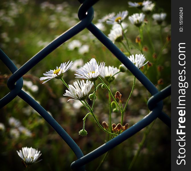 Tiny White Flowers Beyond The Lattice Fence.