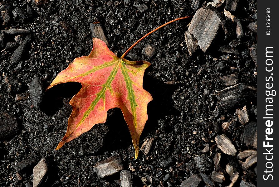 Red leaf surrounded by gravel and wood. Red leaf surrounded by gravel and wood