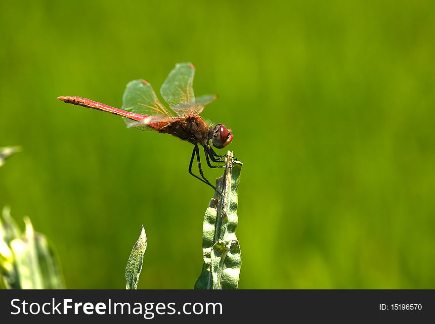 Red dragonfly on green background