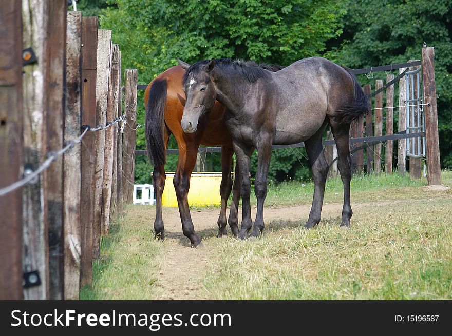 Brown and black Horse on the Farm Range, Two, Stud. Brown and black Horse on the Farm Range, Two, Stud