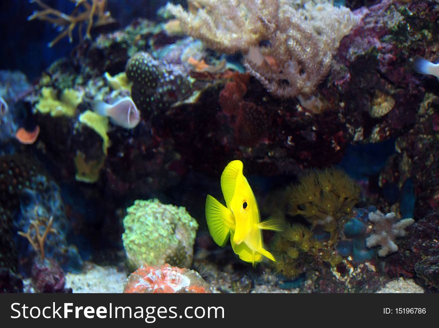 Yellow Tang in the aquarium