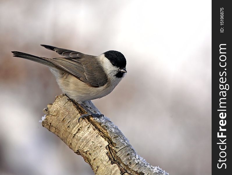 Marsh Tit on branch