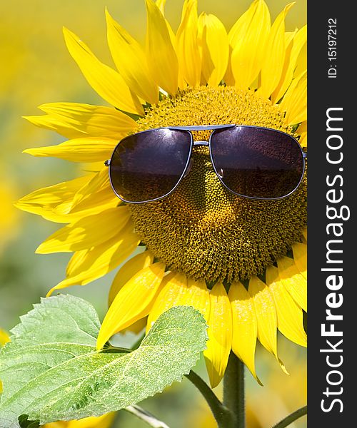Closeup on a sunflower with sunglasses. Closeup on a sunflower with sunglasses