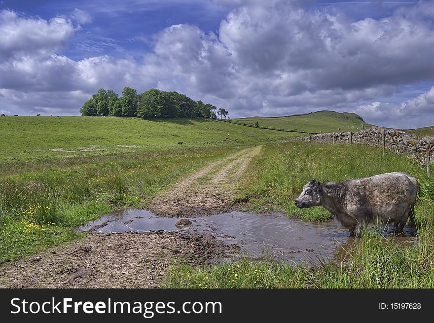 A solitary cow at a small waterhole beside a track in rural England. A solitary cow at a small waterhole beside a track in rural England