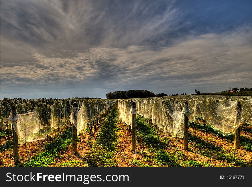 This image depicts a vineyard as it has been prepared for winter. Each plant is covered as protection from the frost.