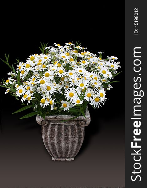 Daisy flowerpot isolated on dark background. Daisy flowerpot isolated on dark background