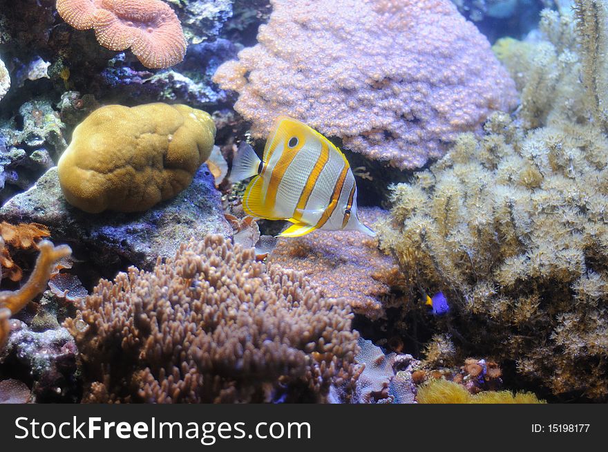 Chelmon Rostratus (butterfly fish) in acquarium