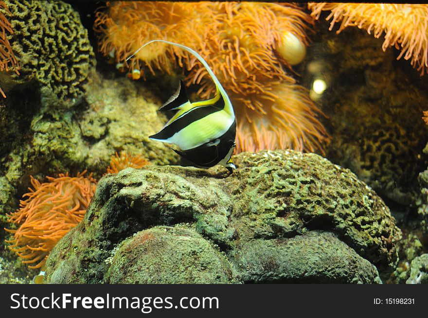 Heniochus Acuminatus (butterfly fish) in acquarium