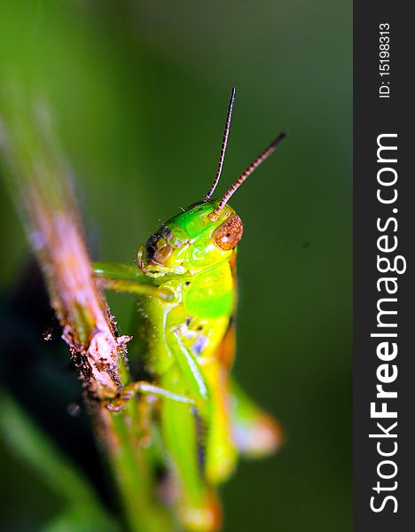 Perched on a branch, a grasshopper patiently waits for it's next meal.