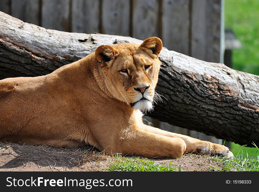 The lion (Panthera leo) is one of the four big cats in the genus Panthera, and a member of the family Felidae. The lion (Panthera leo) is one of the four big cats in the genus Panthera, and a member of the family Felidae.