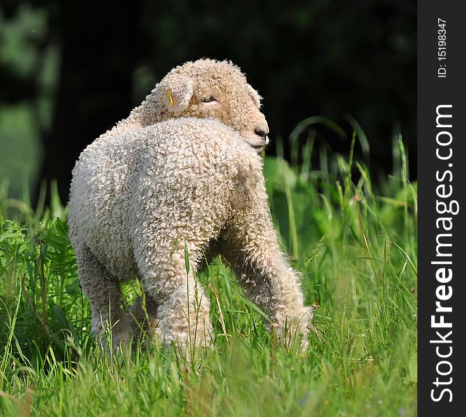 Young lambs are symbol of spring and summer. Young lambs are symbol of spring and summer