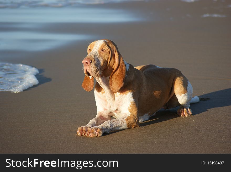 Just a dog on the beach. Just a dog on the beach