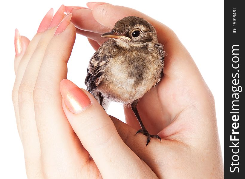 Nestling of bird (wagtail) on hand. Isolated on white