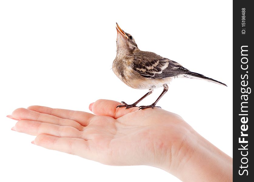 Nestling of bird (wagtail) on hand