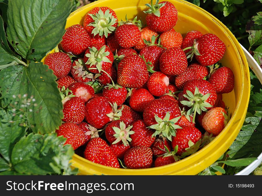 Freshly picked strawberries in the container