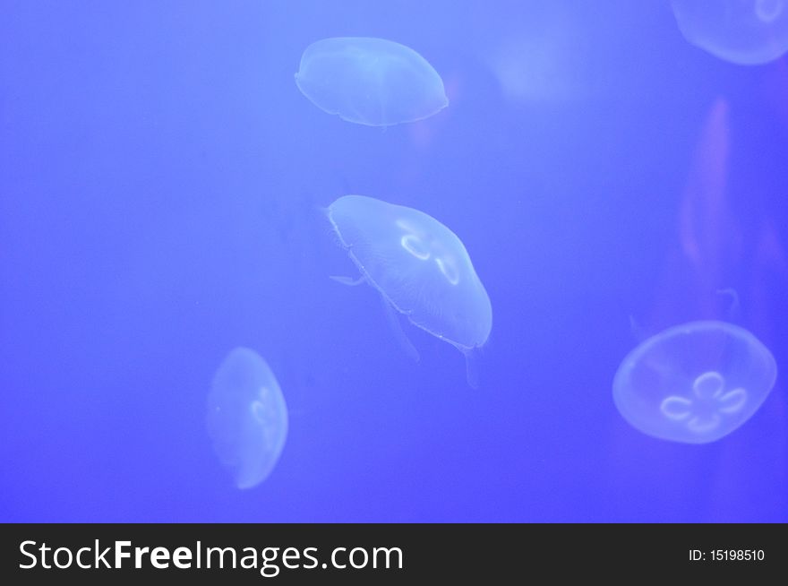 Some Jellyfishes of Aurelia genus photogaphes in a public acquarium