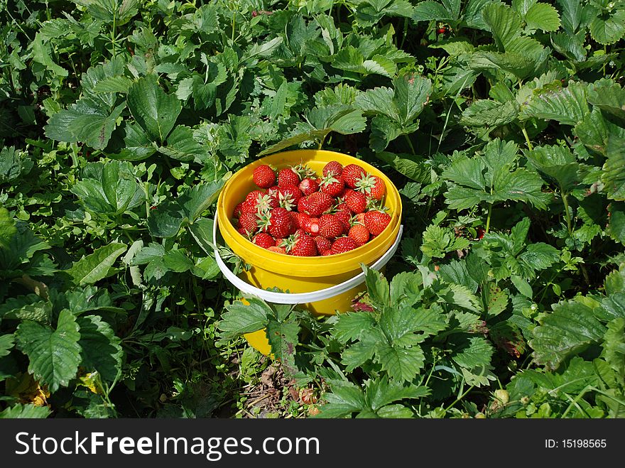 Freshly picked strawberries in the container