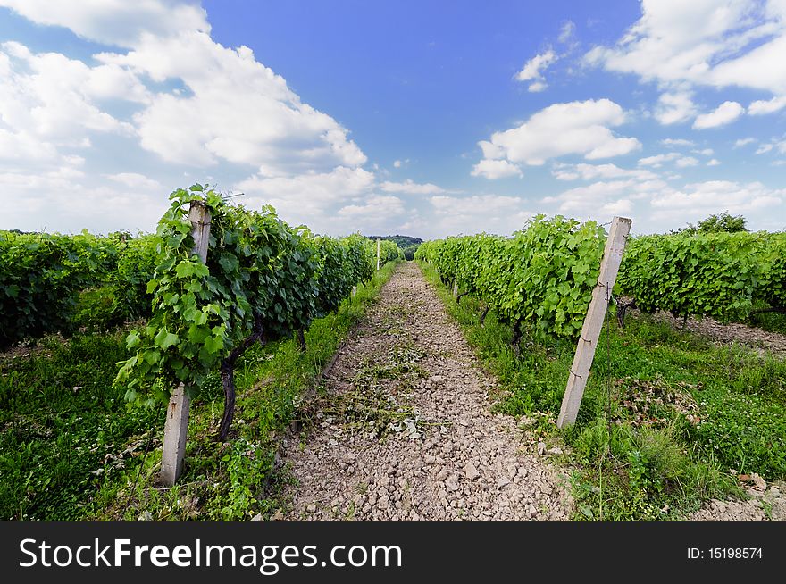 Vineyard in the valley below the cloudy sky