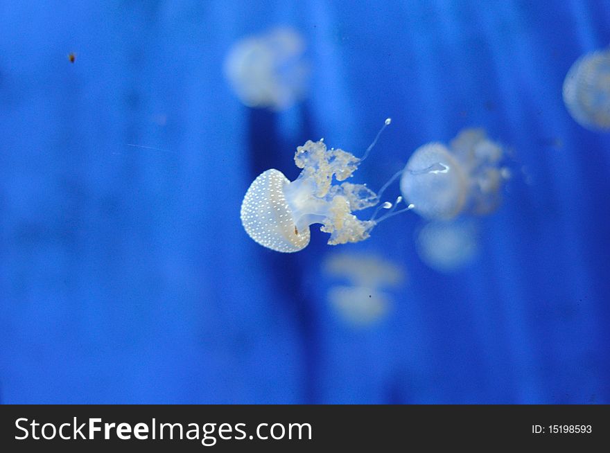 Jellyfish phyllorhiza punctata in a public acquarium