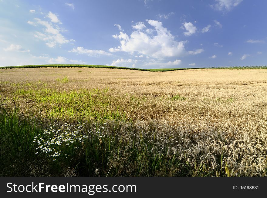 Wheat field on the hillside below a cloudy sky