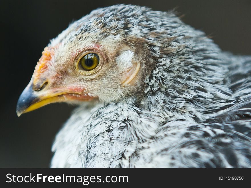 A hen's close-up portrait