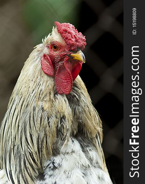 A close-up portrait of a domestic rooster