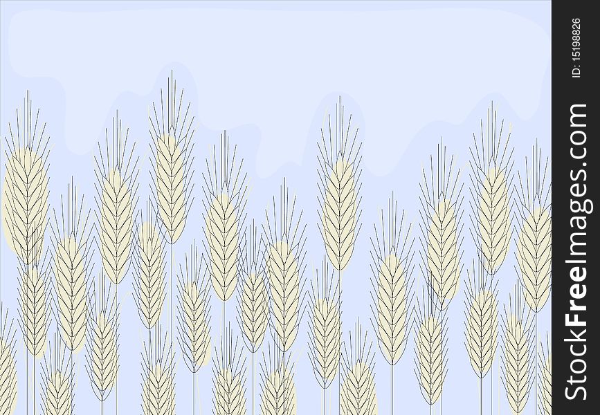 Golden wheat on blue background. Golden wheat on blue background