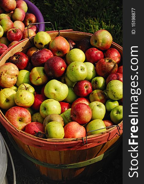 Apples grown on a organic farm in Ohio, ready for eating or making into fresh squeezed cider. Apples grown on a organic farm in Ohio, ready for eating or making into fresh squeezed cider.