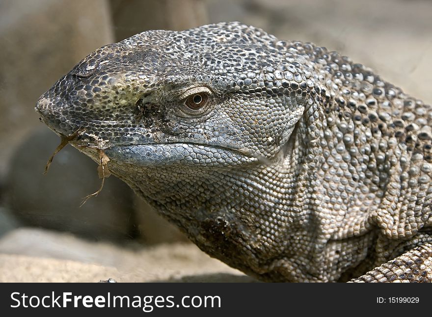 Head of black-throated monitor. Latin name - Varanus albigularis ionidesi. Head of black-throated monitor. Latin name - Varanus albigularis ionidesi