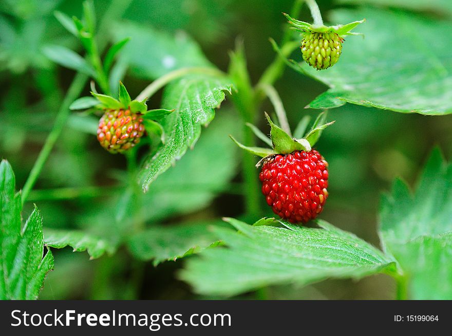 Some wild strawberries found in a wood. So sweet. Some wild strawberries found in a wood. So sweet.