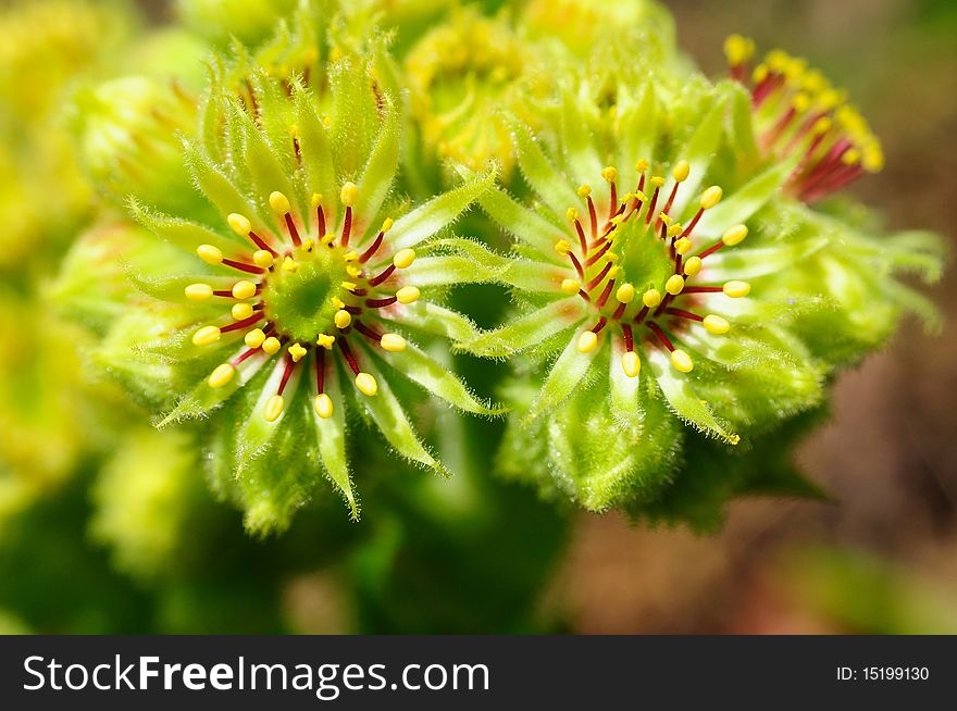 Particular mountain cactus flower