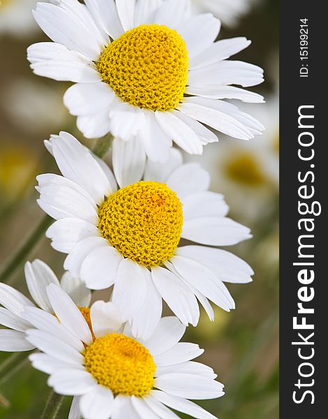 Close-up of three white garden chamomiles