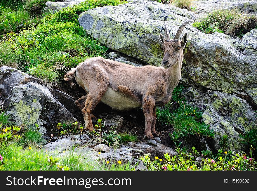 Photo of a very near female Ibex on the Alps.