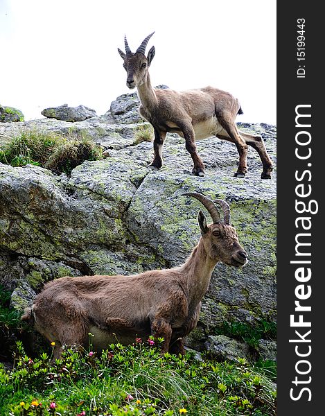 Very near couple of ibex, a female (lower part) and its kid (upper part). Very near couple of ibex, a female (lower part) and its kid (upper part).