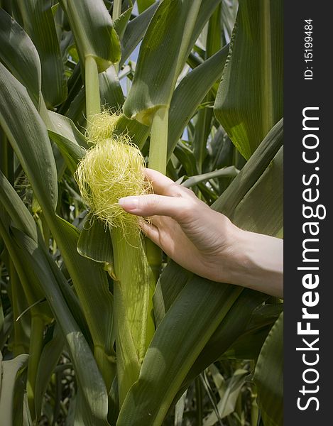 Hands touching a young corn stalk in the field. Hands touching a young corn stalk in the field.