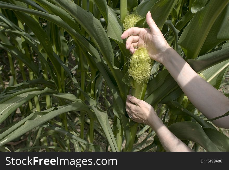 Woman's hands touching an ear of corn in the field. Woman's hands touching an ear of corn in the field.