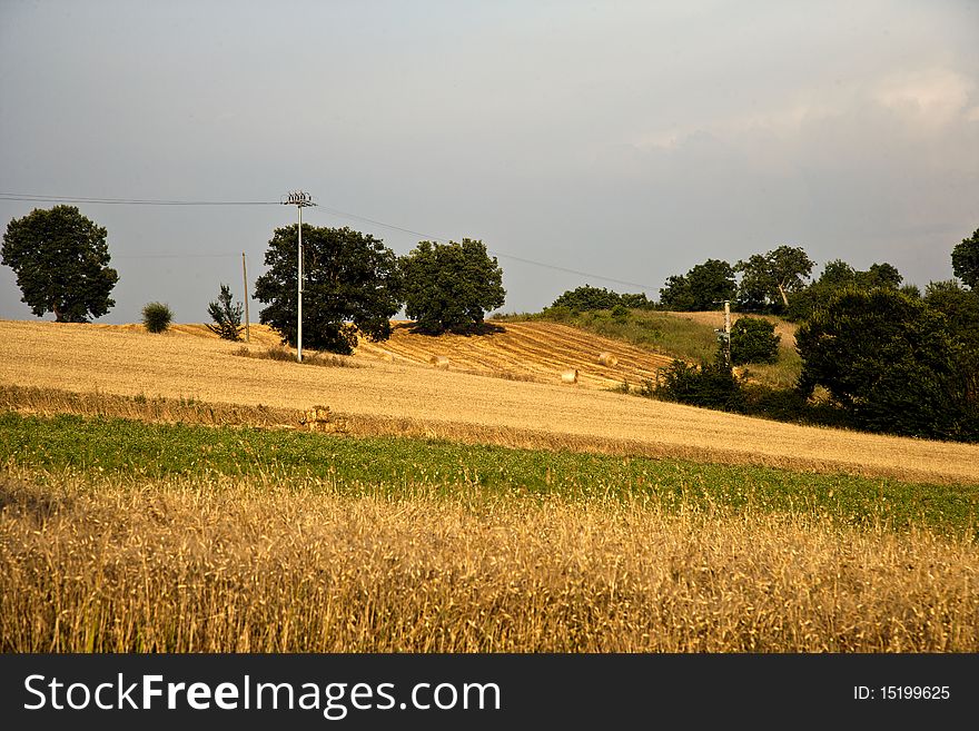 Fields cultivate to vineyard in tuscany, italy. Fields cultivate to vineyard in tuscany, italy