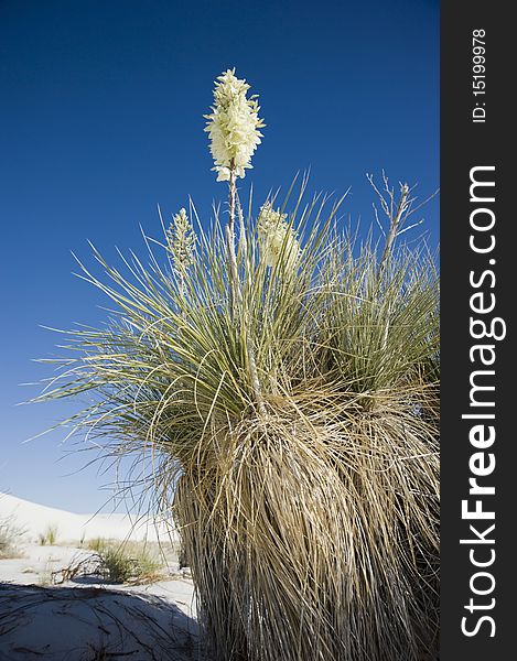 A yucca plant blooms at White Sands National Monument. A yucca plant blooms at White Sands National Monument