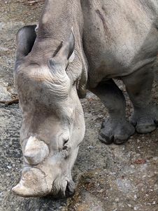 Rhino Stock Images
