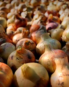 Onion Royalty Free Stock Photos Onion Royalty Free Stock Photos