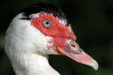 Muscovy Duck Stock Images