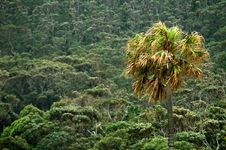 Tropics Stock Images Tropics Stock Images