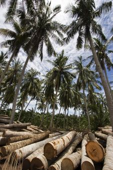 Coconut Tree Royalty Free Stock Photography Coconut Tree Royalty Free Stock Photography