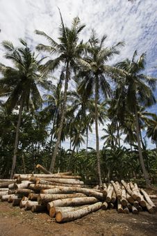 Coconut Tree Stock Photo Coconut Tree Stock Photo