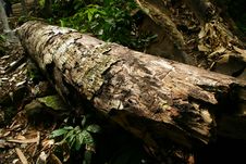 Rotten Trunk Stock Photo Rotten Trunk Stock Photo